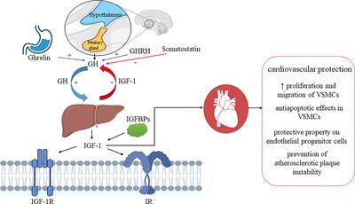 New insights on the cardiovascular effects of IGF-1